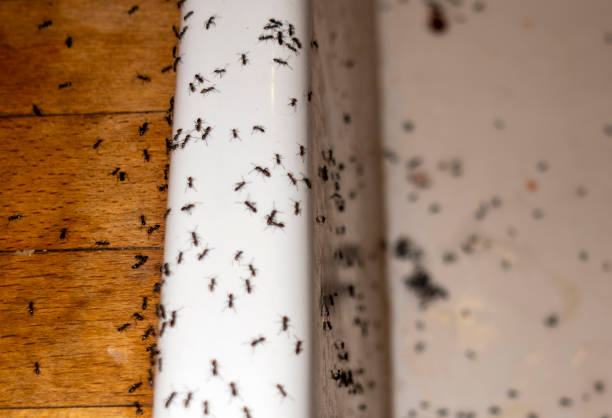 Best Pest Removal Services  in Union City, OH